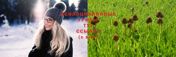 прущие грибы Грязовец